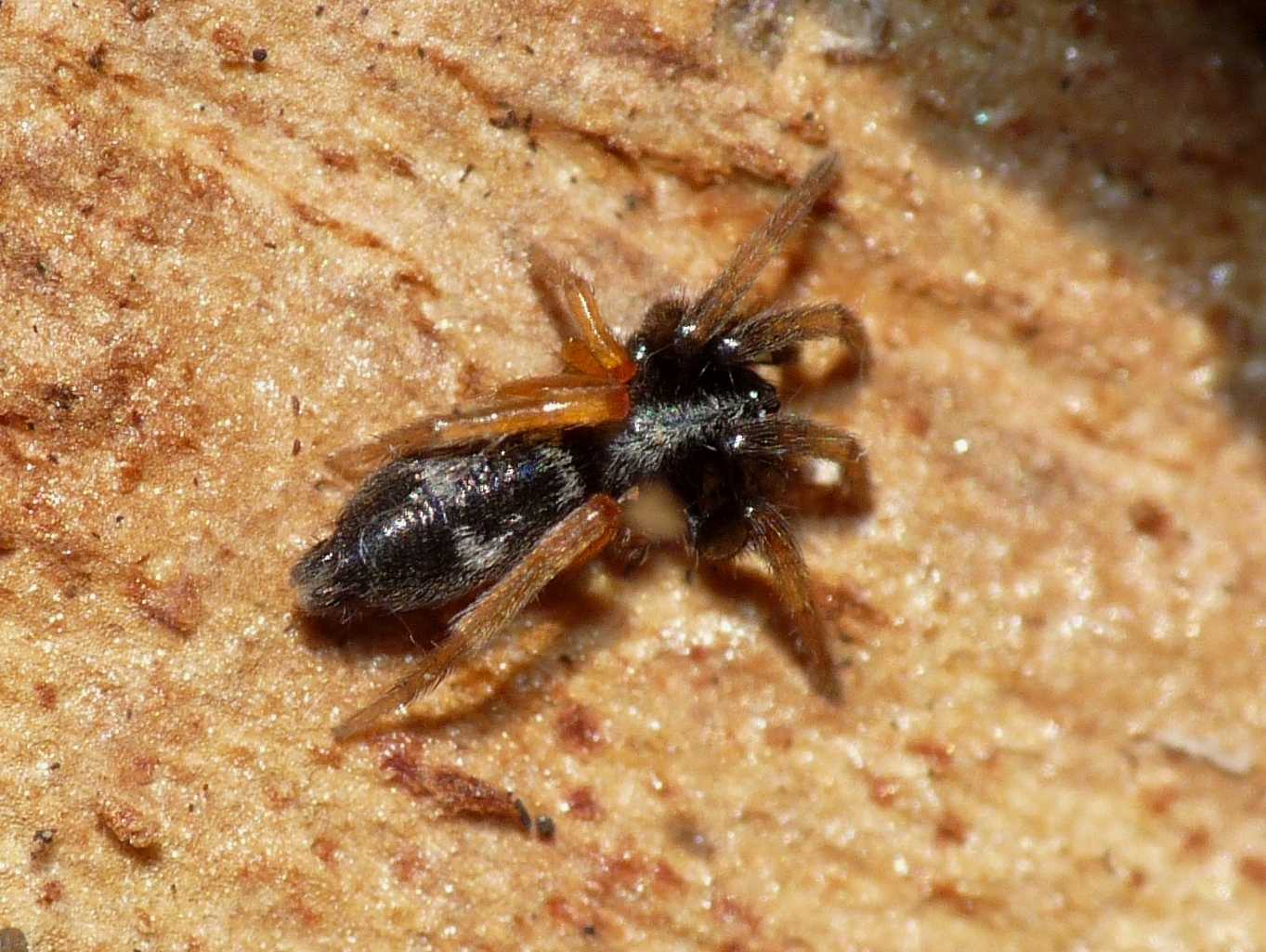 Piccolo Gnaphosidae con zampe aranciate